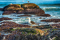 seagull birds on jetty