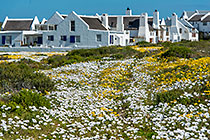 flower fields & houses