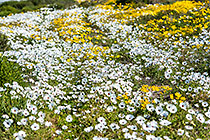 flower fields