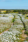 path through flower fields | light house