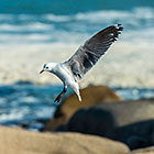 seagull bird flying oover waves