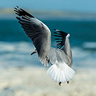 seagull birds & rocks flying oover waves