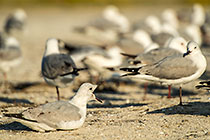 Seagulls