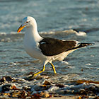 Seagull