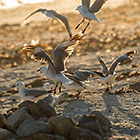 Seagulls