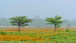landscape | trees under rain