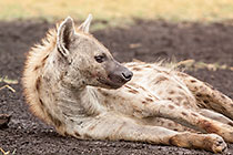 Hyena