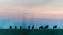 Wildebeests