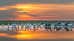 Pelicans