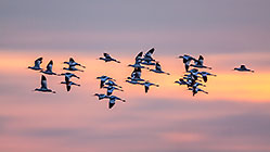 Spoonbill