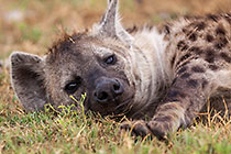 Hyena