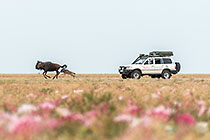 landscape | Amaryllidaceae  | Amacharias | land cruiser chasing  wildebeest