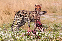 Cheetahs Eating