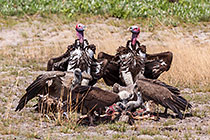 Vulture Clean-up