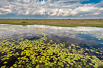king's pool