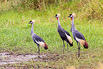 Cranes