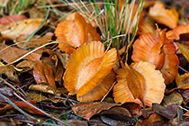 tree dry fruit | Combretum zeyheri