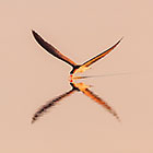 birds in pool at sunrise | skimmer fishing