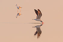 birds in pool at sunrise | skimmer fishing
