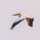 bird | pelican flying