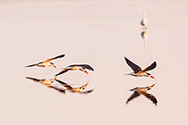 Skimmers