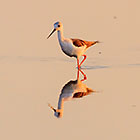 birds in pool at sunrise | skimmer fishing