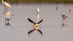 Freshwater Forage