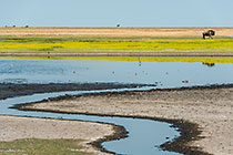landscape | pool with tail