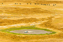 aerial landscape | pool | herd of wildebeests