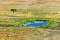 aerial landscape | pool & isolated tree