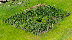 aerial landscape | maize field near hut