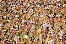 Dry Fish