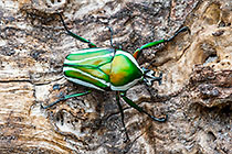 fruit shaffer beetle