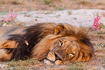 Lioness