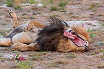 Lioness