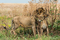 Lions