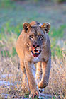 lion young female walking