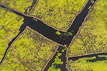 Grass Pool
