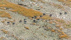 Wildebeests