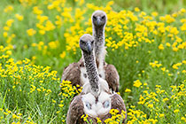 Cape Vultures
