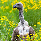 birds in yellow flowers | cape vultures