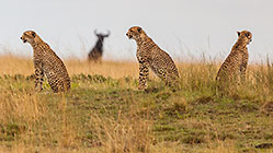 Cheetahs