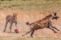 Cheetahs