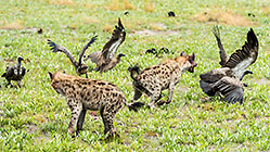 Hyenas