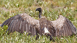 Vulture