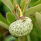 sufrutex underground tree | Hymenocardia acida