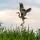 Cormoran