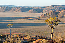 landscape | quiver trees