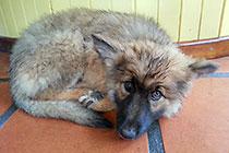 Sheba puppy