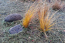 grass & stone in mosses